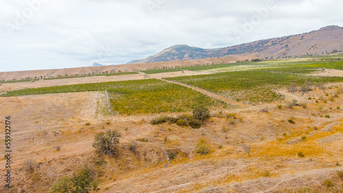 Sonyachna Dolyna, Crimea. Fields of vineyards. Coast of the Black Sea, Aerial View photo