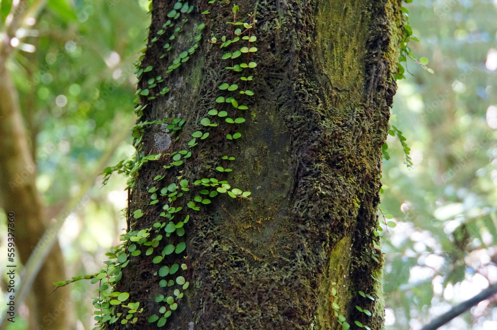 A climbing vine White Rata on a tree trunk in lush green native bush in the Abel Tasman National Park, New Zealand