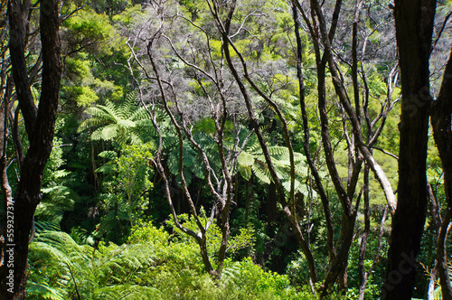 Lush green tree ferns and dry Kanuka trees in the Abel Tasman National Park  New Zealand