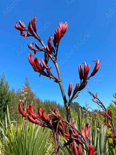 Close-up of New Zealand flax or harakeke in flower on a summer day
