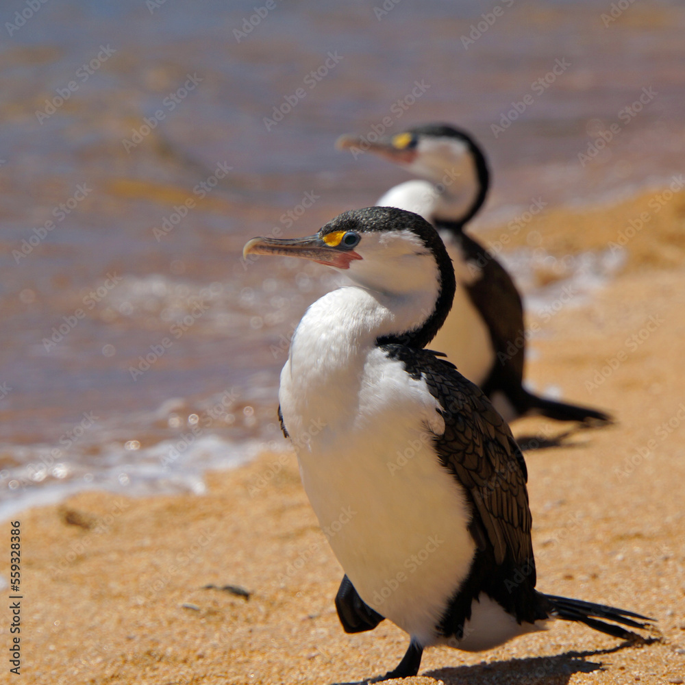 Fototapeta premium Two black and white Shags stand on a golden sand beach in the Abel Tasman National Park, New Zealand