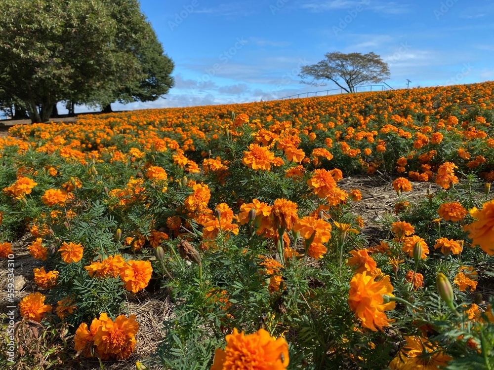 Fototapeta premium マリーゴールド