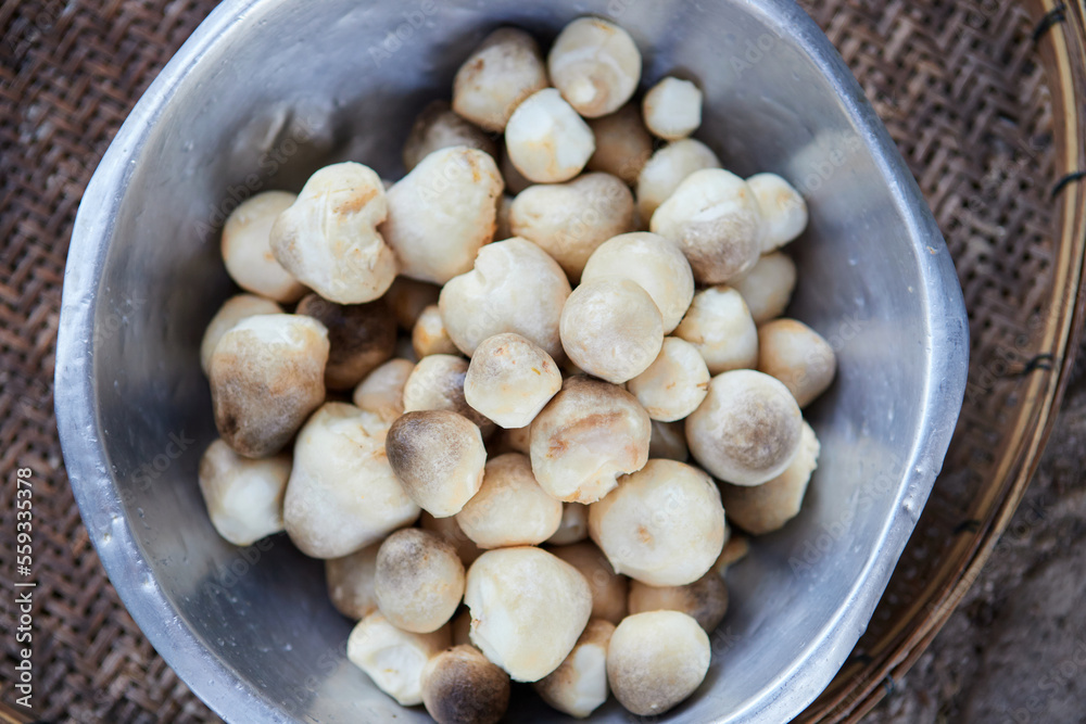 Preparing fresh straw mushrooms for cooking in a bowl Preparing fresh straw mushrooms for cooking in a bowl
