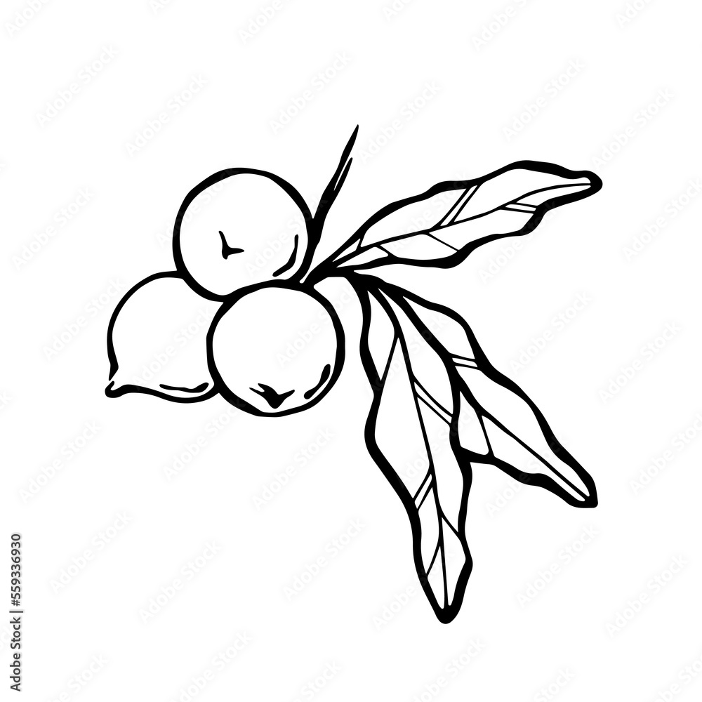 Fototapeta premium Macadamia nuts black and white linear vector illustration