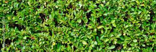 shrub hedge bush fence tree foliage fresh plant natural green leaves banner in nature background © OceanProd