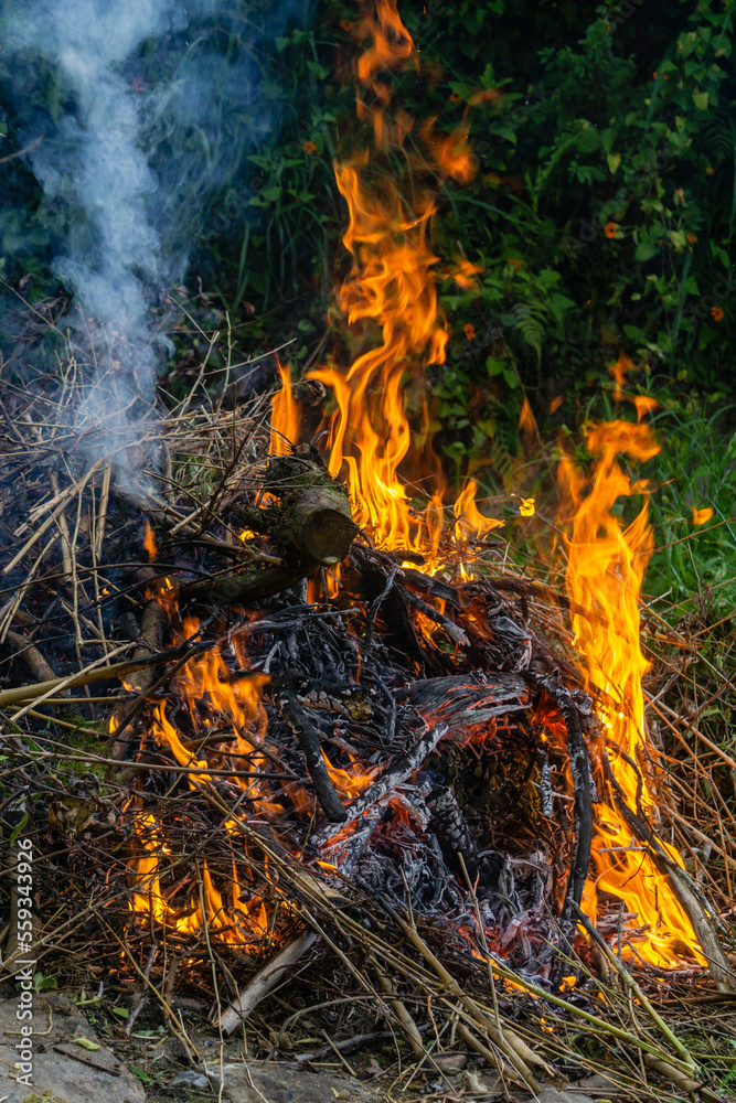 fire burning in the forest fire burning in the forest