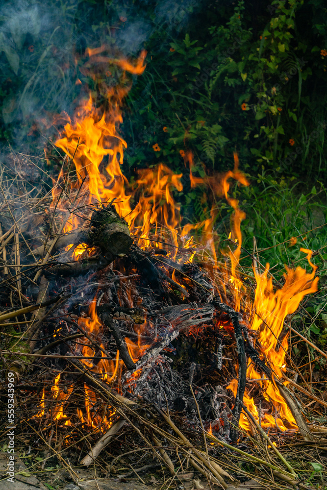 fire burning in the forest