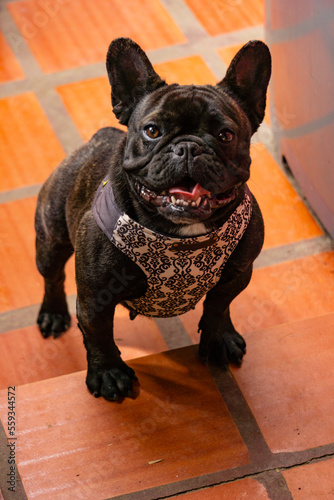 french bulldog portrait