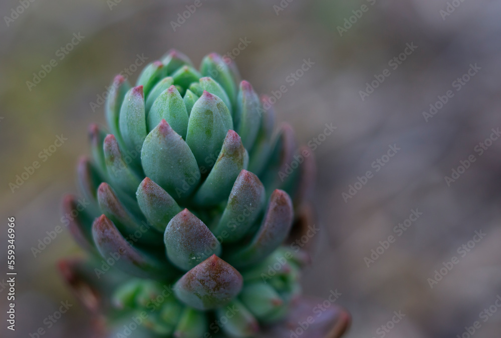 filled frame close up macro wallpaper shot of a slowly spreading blue green sedum brevifolium succulent plant (also called jelly bean) with branches, leaves and beans. filled frame close up macro wallpaper shot of a slowly spreading blue green sedum brevifolium succulent plant (also called jelly bean) with branches, leaves and beans.