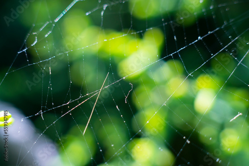 Spider web, plants and dew drops close-up. Natural pattern. Golden background. Soft sunlight. Macrophotography, graphic resources, insects, environmental conservation. Panoramic view, copy space 