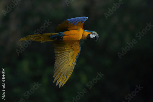 Blue and yellow macaw , Blue and gold macaw are flying in green tree rain forest. © Sanit