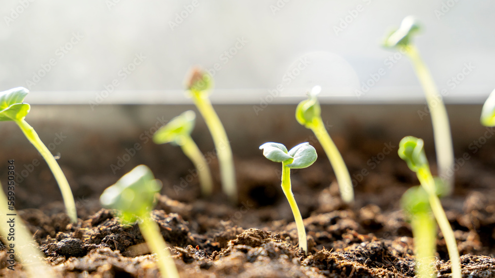 Melon seedlings in a tray, Sprouted seedlings are planted on black tray in the greenhouse. Melon seedlings in a tray, Sprouted seedlings are planted on black tray in the greenhouse.