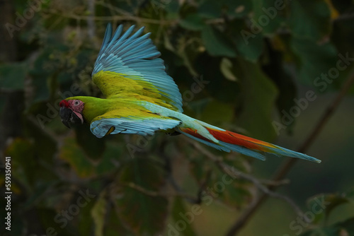 Green wing macaw freedom bird in green forest.