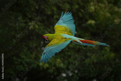 Green wing macaw freedom bird in green forest. © Sanit