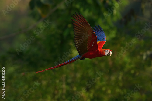 Scarlet macaw is freedom in green forest. 