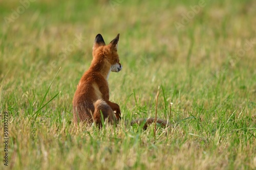 Portrait of red fox walking on the meadow grass photo