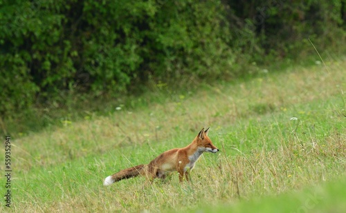 Fototapeta Naklejka Na Ścianę i Meble -  Red fox stalking on a meadow for mouse