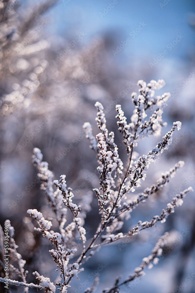 Winter atmospheric landscape with frost-covered dry plants during snowfall. Winter Christmas background Winter atmospheric landscape with frost-covered dry plants during snowfall. Winter Christmas background