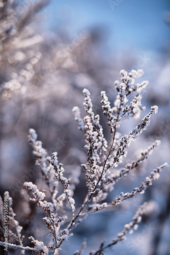 Winter atmospheric landscape with frost-covered dry plants during snowfall. Winter Christmas background