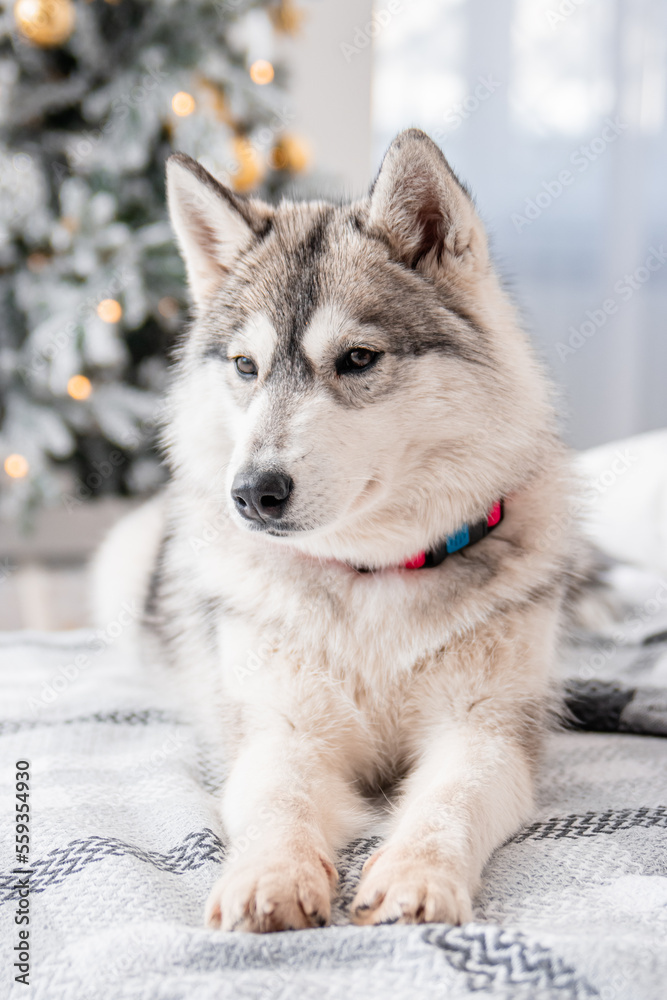 A gray husky dog lies on a bed against the background of Christmas and New Year decorations and a Christmas tree.