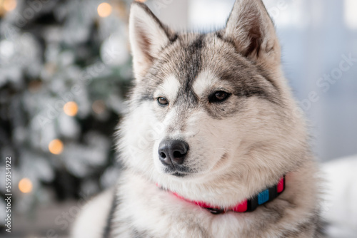 A gray husky dog lies on a bed against the background of Christmas and New Year decorations and a Christmas tree.