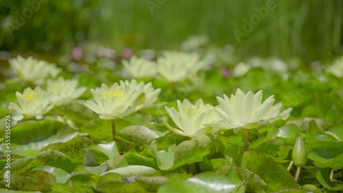 water lily grows against the background of water lilies from the water