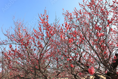 梅の花