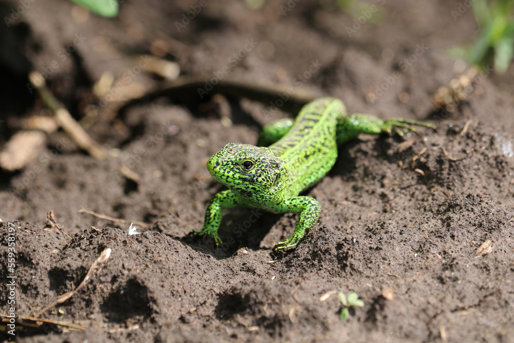 Green sand lizard portrait (Lacerta agilis Linnaeus). Selective focus. Green sand lizard portrait (Lacerta agilis Linnaeus). Selective focus.