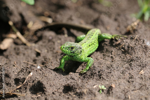 Green sand lizard portrait (Lacerta agilis Linnaeus). Selective focus.