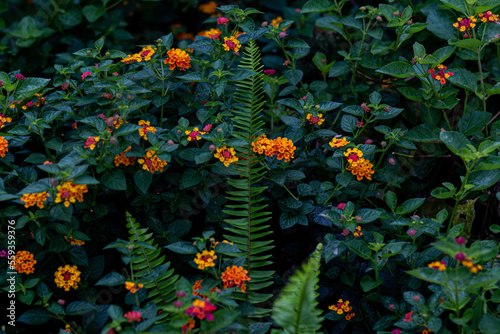 flowers nature garden dark leaf background