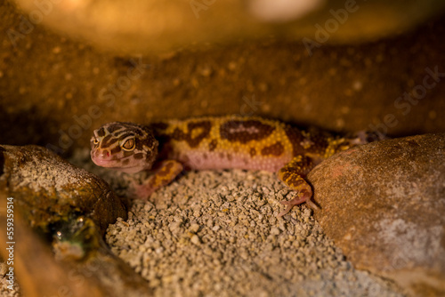 nocturnal gecko portrait in nature park