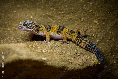 nocturnal gecko portrait in nature park