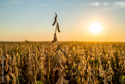 A closeup of a ripe soybean plant on a farm, a picturesque scene photo