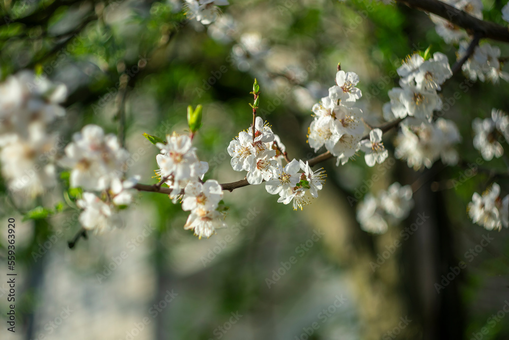 Spring cherry blossom on a blurred background. Spring cherry blossom on a blurred background.