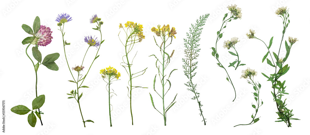 Dried wild field flowers on white background. Flat lay, top view.