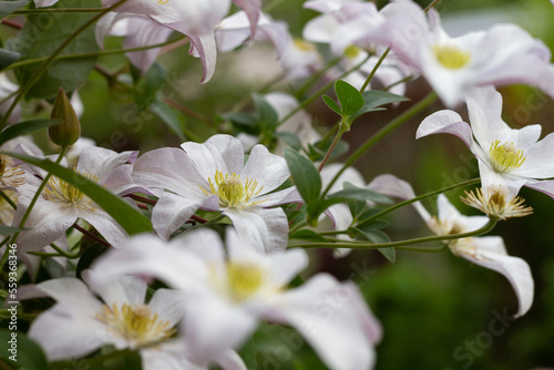 Selective focus on some clematis flowers.Floral background of delicate pearl-colored flowers. High quality photo