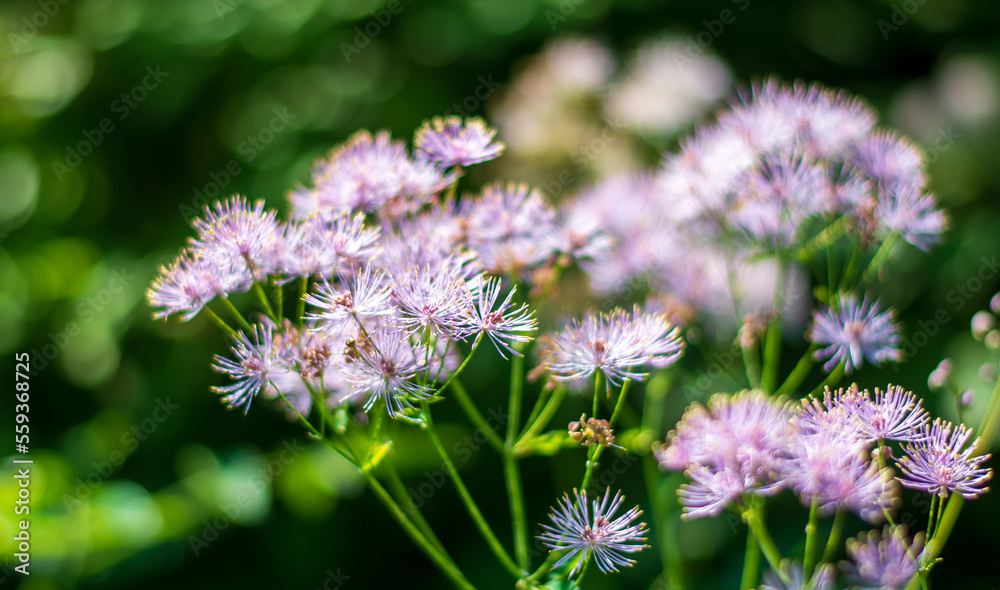 the petals of the flowers of Thalictrum aquilegiifolium the petals of the flowers of Thalictrum aquilegiifolium