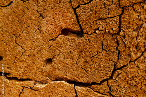 beautiful cut tree trunk with annual rings and cracks. wood texture background