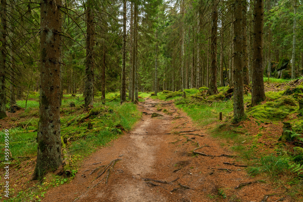 Fototapeta premium path in the woods