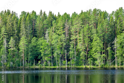 green forest on the lake shore