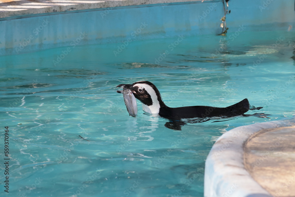 Naklejka premium フンボルトペンギン