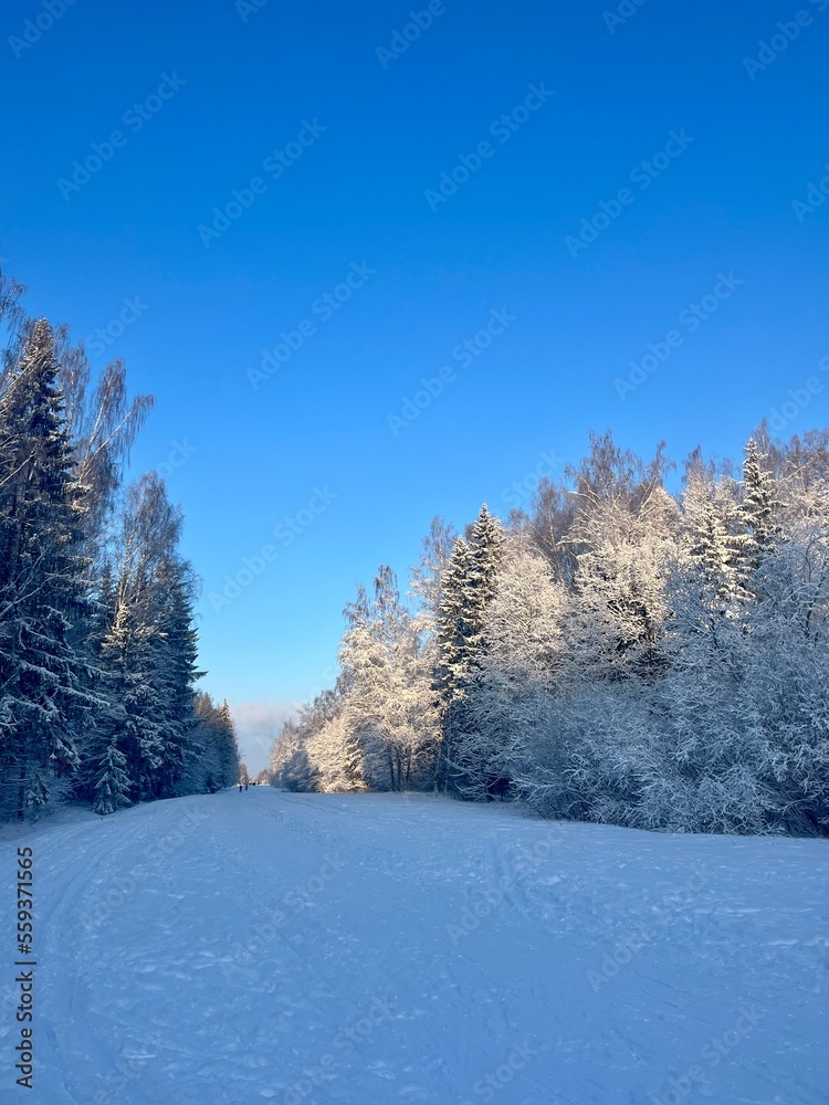 Fototapeta premium winter park, trees branches covered by the snow, blue sky