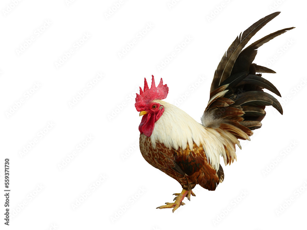 Fototapeta premium Bantam chicken is standing isolated on white background, Black with brown with yellow and orange color stripes of of the feathers on the rooster body