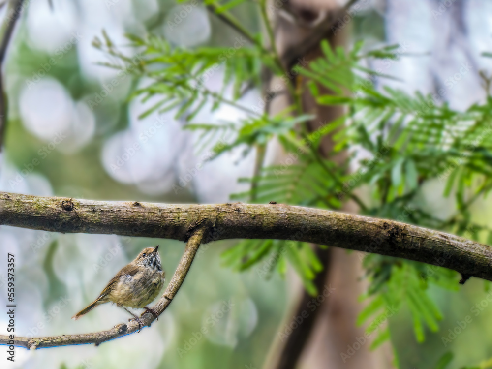 Fototapeta premium Wren Curved Branch