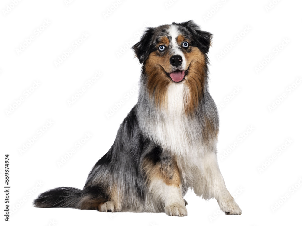 Handsome and well groomed Australian Shepherd dog,sitting up side ways. Looking towards camera with light blue eyes. Isolated cutout on transparent background. Mouth open, tongue out. Handsome and well groomed Australian Shepherd dog,sitting up side ways. Looking towards camera with light blue eyes. Isolated cutout on transparent background. Mouth open, tongue out.