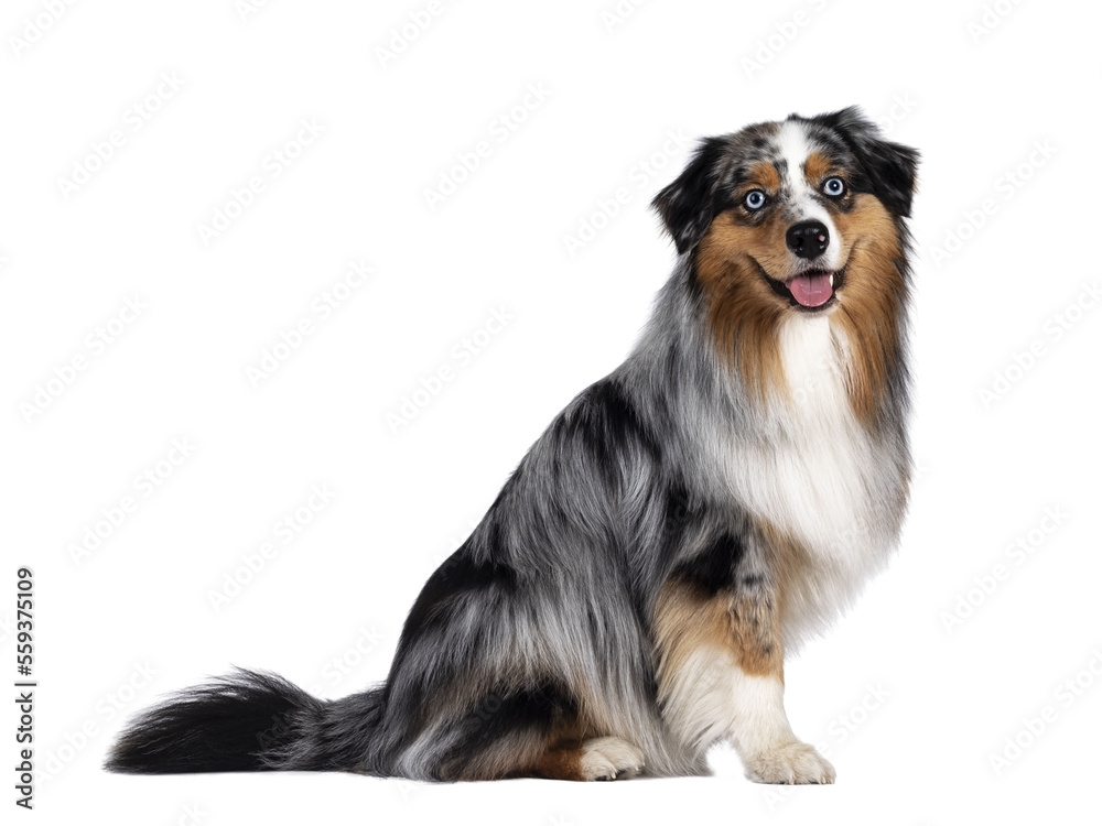 Handsome and well groomed Australian Shepherd dog, sitting up side ways. Looking towards camera with light blue eyes. Isolated cutout on transparent background. Mouth open, tongue out.