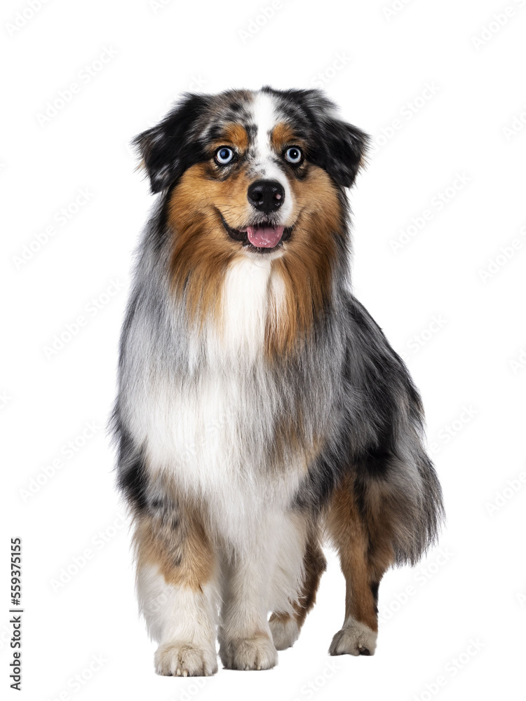 Handsome and well groomed Australian Shepherd dog, walking towards lens. Looking beside camera with light blue eyes. Isolated cutout on transparent background. Mouth open, tongue out.