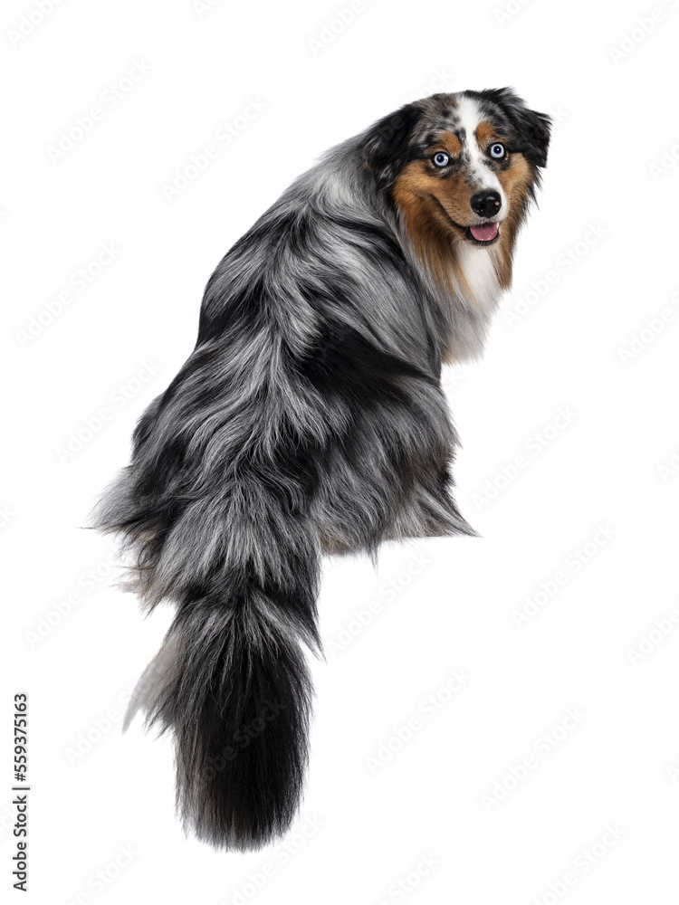 Handsome and well groomed Australian Shepherd dog, sitting backwards with tail hanging down from edge. Looking over shoulder towards camera with light blue eyes. Isolated cutout on transparent backgro