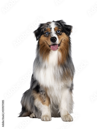 Handsome and well groomed Australian Shepherd dog, sitting up straigth facing front view. Looking towards camera with light blue eyes. Isolated cutout on transparent background. Mouth open, tongue out