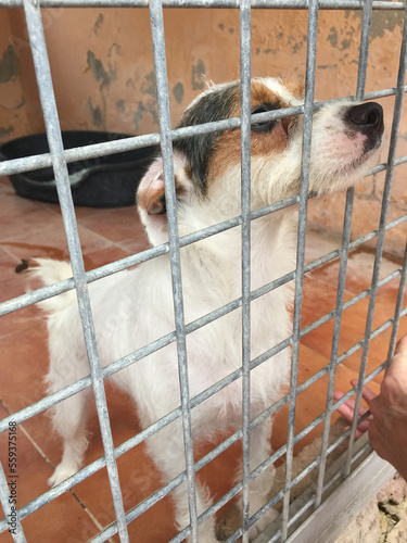 jack russell abandoned dog and left all alone in animal shelter or cage, begging to be adopted and come home to owners